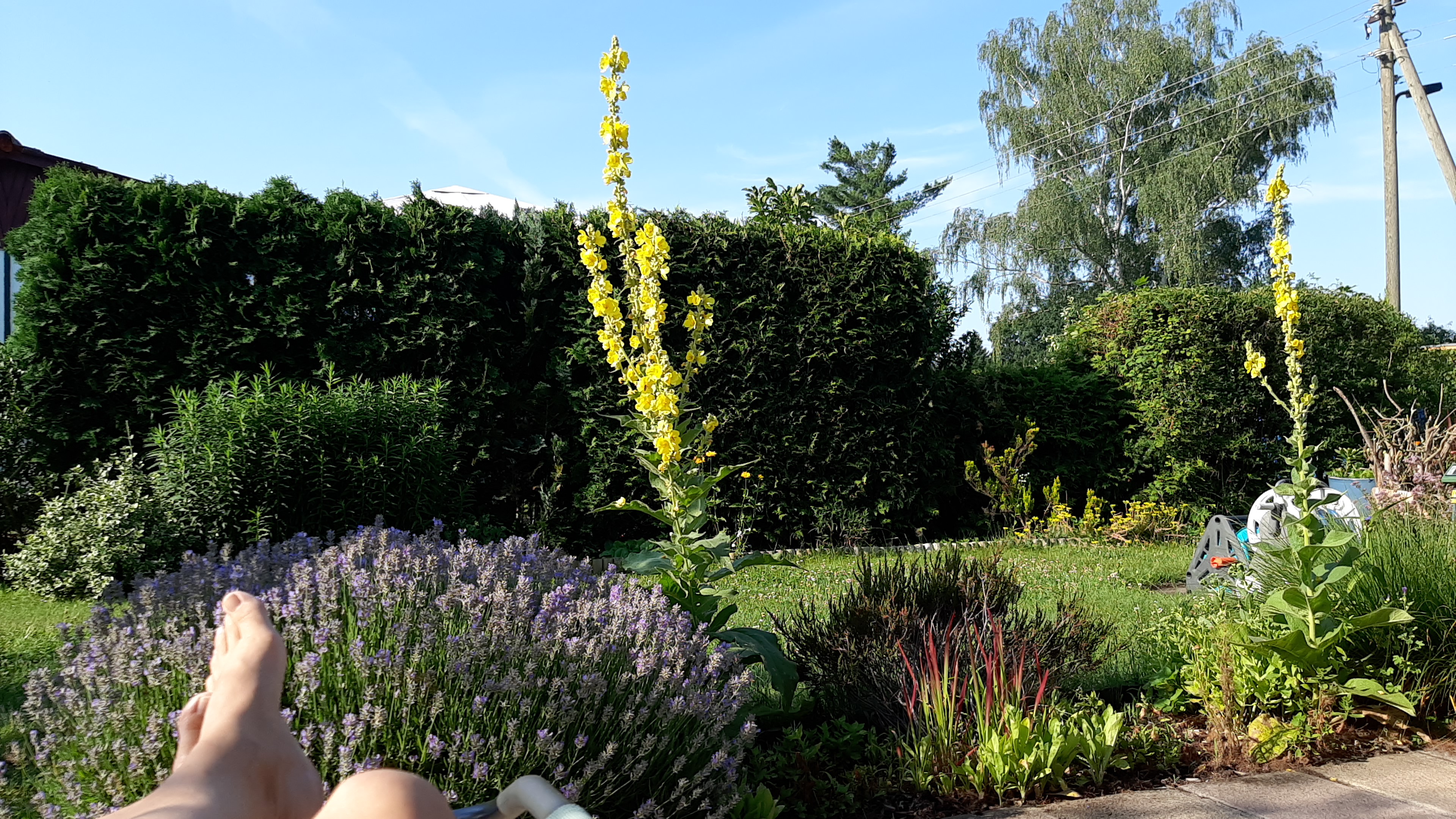 Blick von einer Laubenterrasse in den Garten. Man sieht Blumen, Sträucher, Rasen, Hecke und im Hintergrund Bäume. Die Sonne scheint.